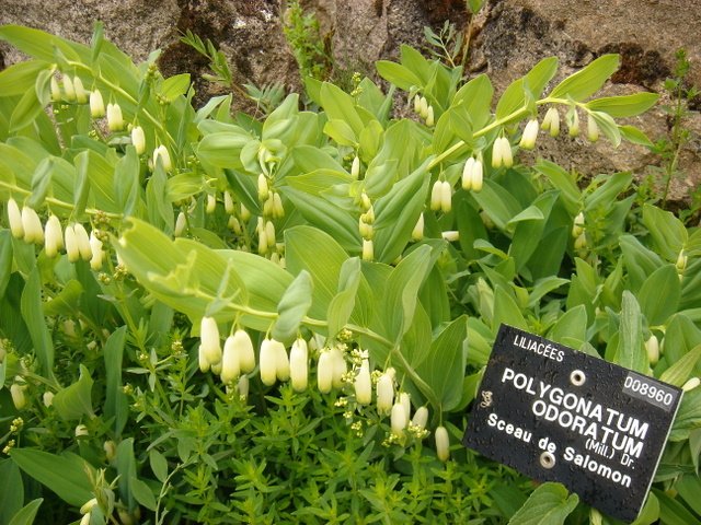 Polygonatum odoratum